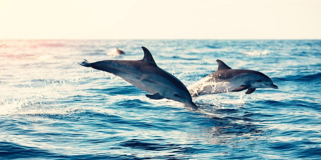 dolphins-madeira