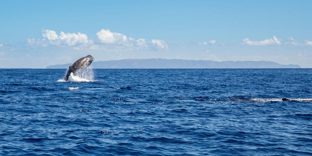 whales-madeira